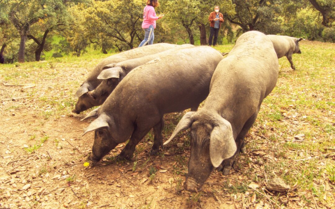 Denominaciones de Origen Protegidas. JABUGO, TIERRA DE CULTO