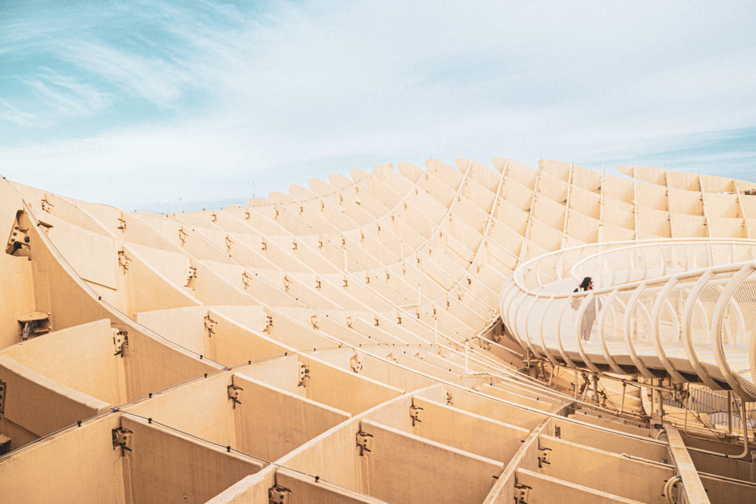 Mushrooms of Sevillas